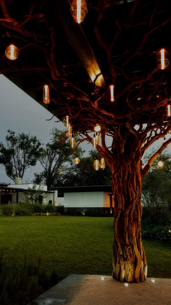 Tronco del árbol de luz junto al jardín